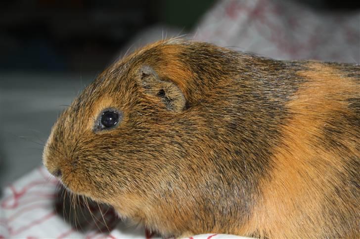 Marsvin Daim R.I.P :'( billede 7