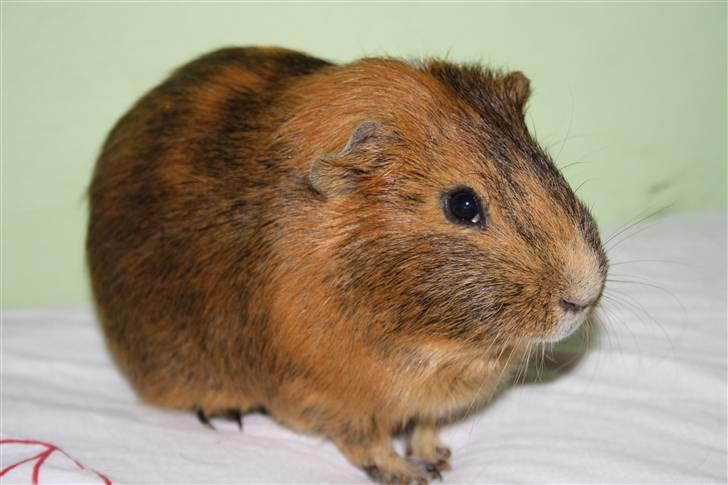 Marsvin Daim R.I.P :'( billede 8