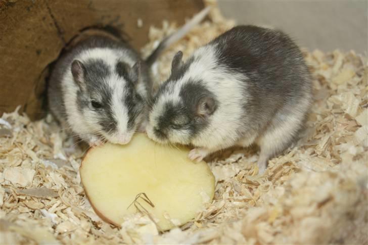 Ørkenrotte Manse R.I.P - Æbel, det er nu lækkert :b Foto: Mig billede 11