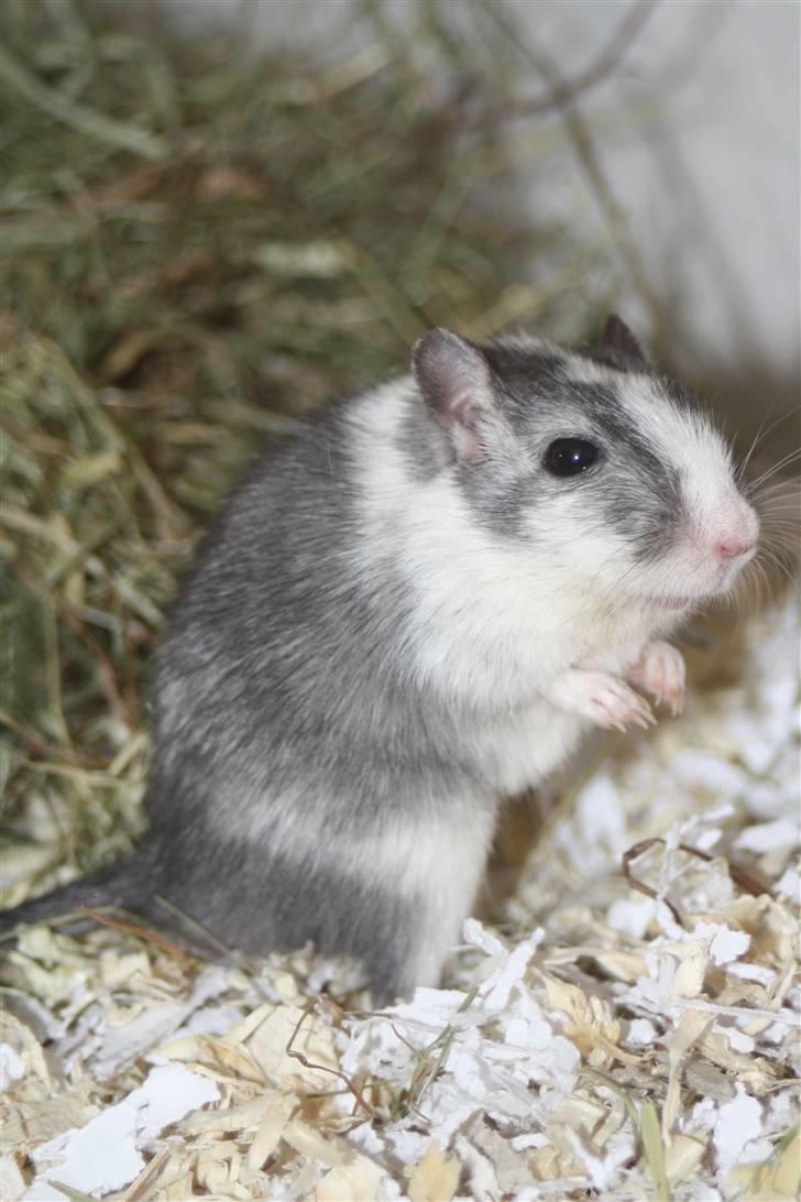 Ørkenrotte Manse R.I.P - Smuk det er han! Elsker dig Manse! Foto: Mig! billede 12