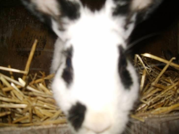 Kanin Vinters Nuki *R.I.P* billede 1