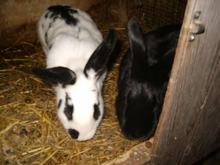 Kanin Vinters Nuki *R.I.P* billede 2