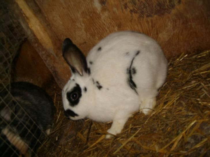 Kanin Vinters Nuki *R.I.P* billede 3