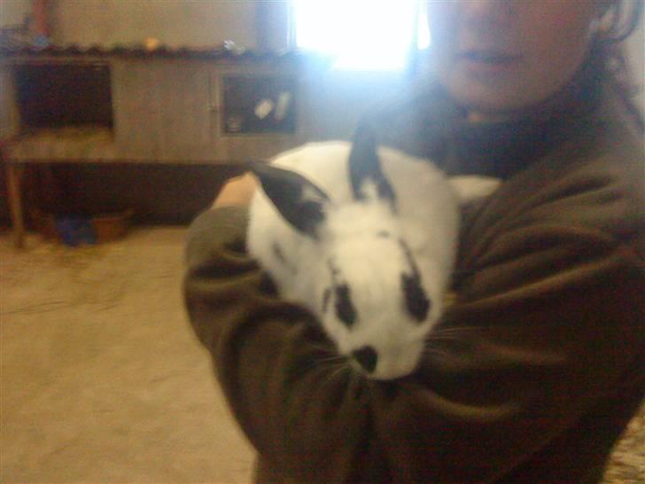 Kanin Vinters Nuki *R.I.P* - Stadig lidt halv vild. billede 4