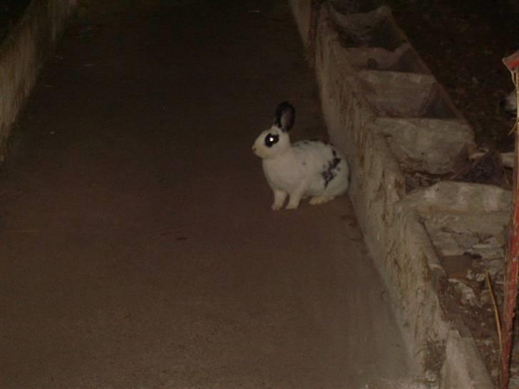 Kanin Vinters Nuki *R.I.P* - Dengang jeg hadede ham mest billede 5