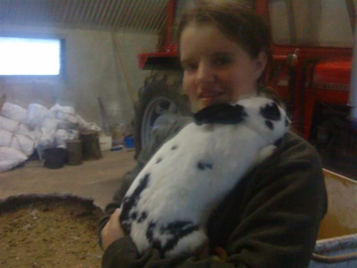 Kanin Vinters Nuki *R.I.P* - Stadig lidt halv vild. billede 6