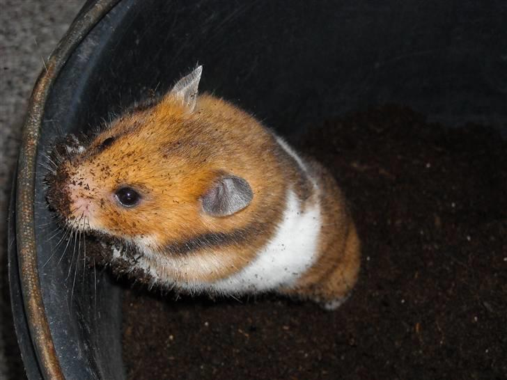 Hamster Berta billede 1