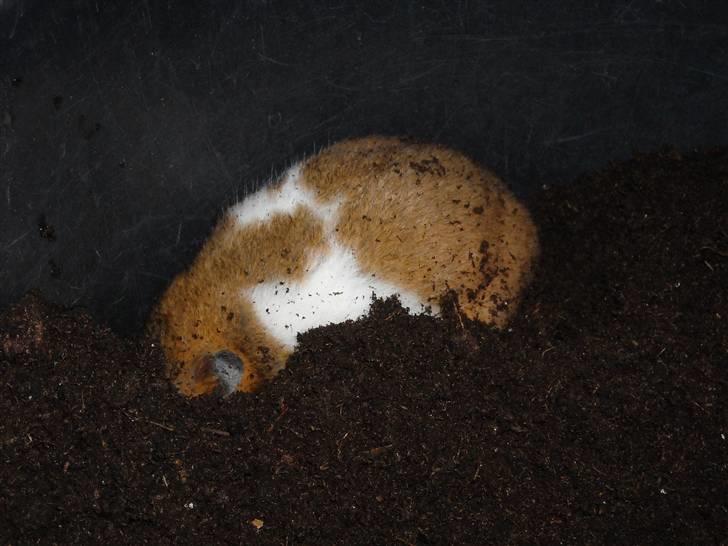 Hamster Berta billede 2