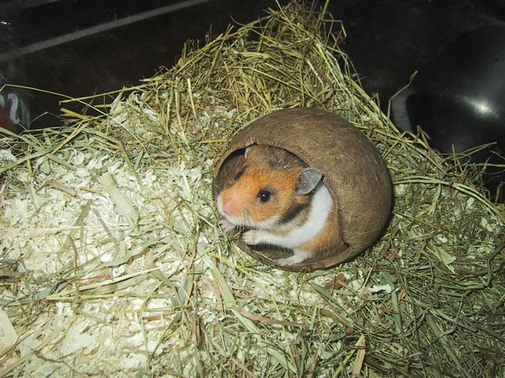 Hamster Berta billede 3