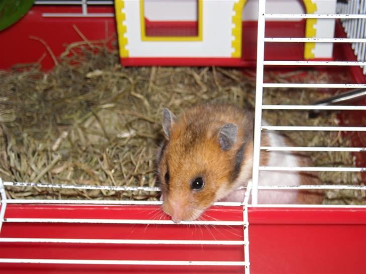 Hamster Berta billede 4