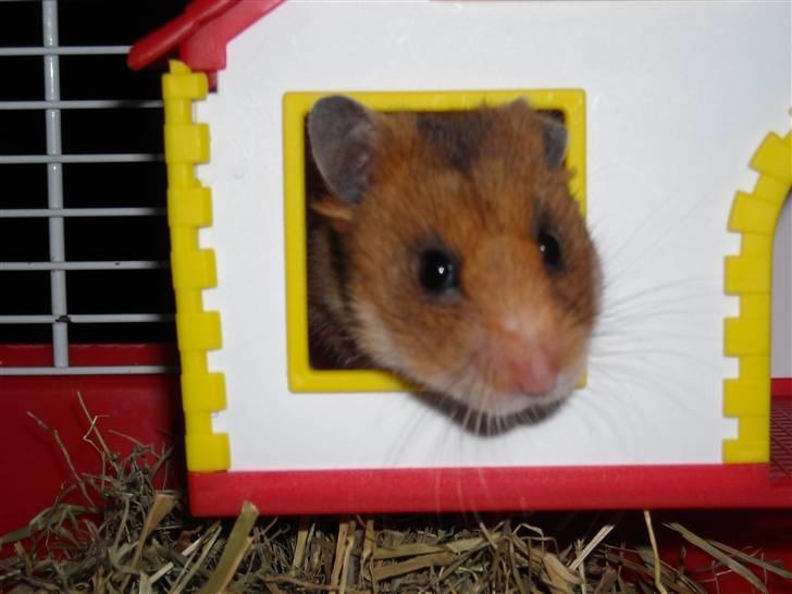 Hamster Berta billede 5
