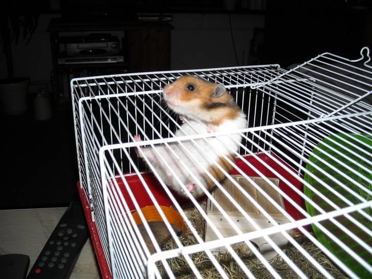 Hamster Berta billede 6