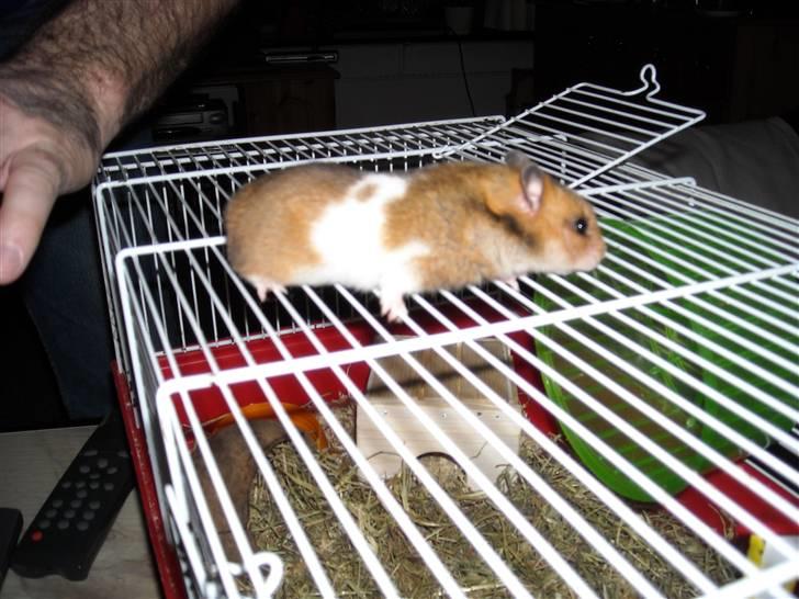 Hamster Berta billede 7