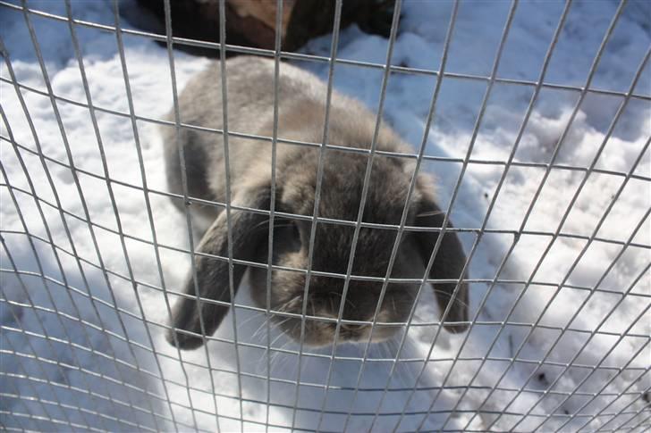 Kanin Juulgaardens | Gray billede 10