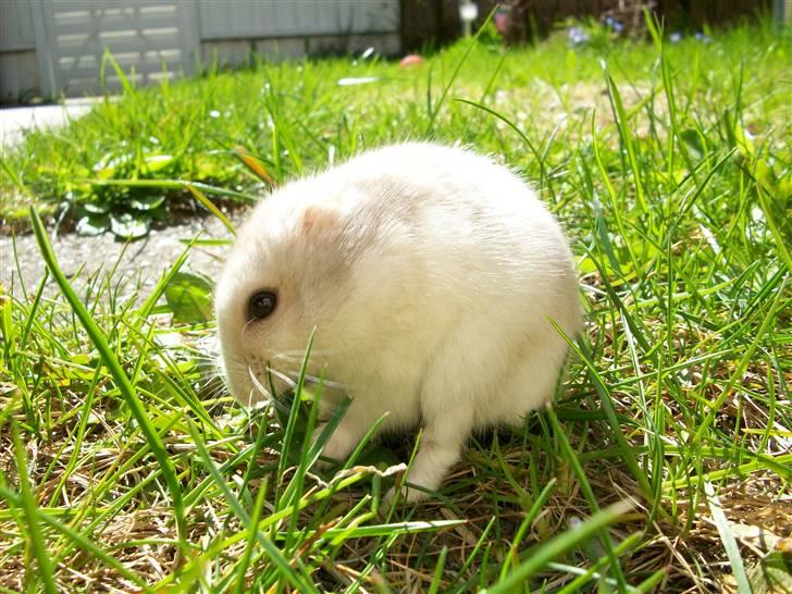 Dværghamster Manse - Manse. < 3 billede 1