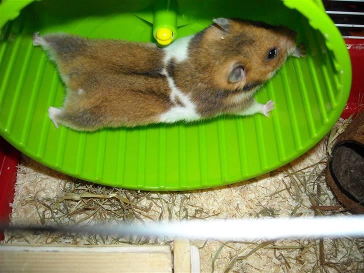 Hamster Berta billede 8