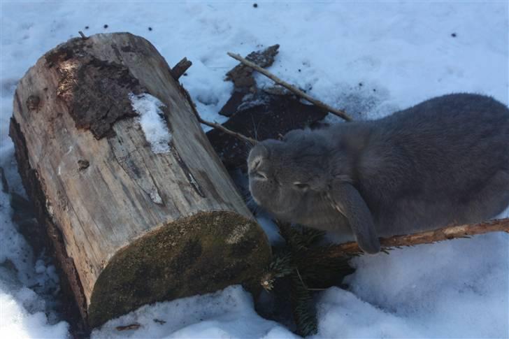 Kanin Juulgaardens | Gray billede 11