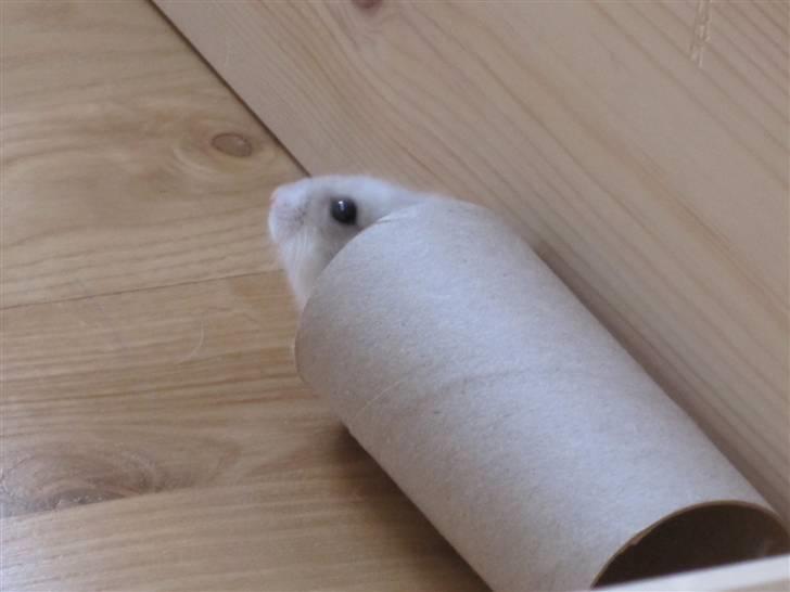 Dværghamster Manse - Han ruller tit rundt i pap rør, eller også skubber han til dem. billede 2