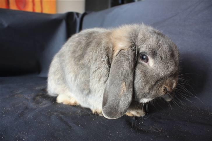 Kanin Juulgaardens | Gray - Profil billede af Gray :) billede 12