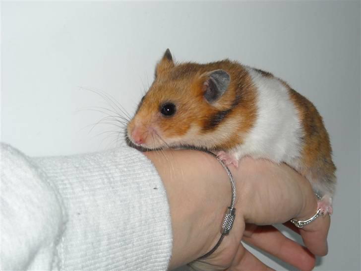 Hamster Berta billede 9