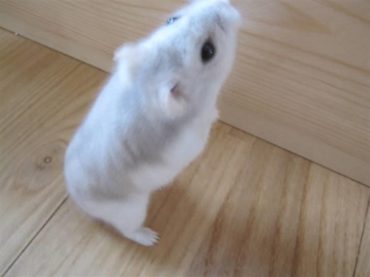 Dværghamster Manse - Der går han på bagben. (: billede 3