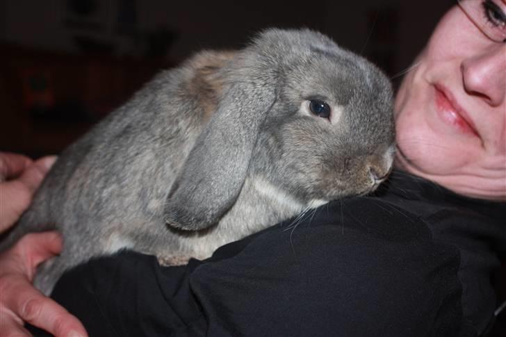 Kanin Juulgaardens | Gray billede 13