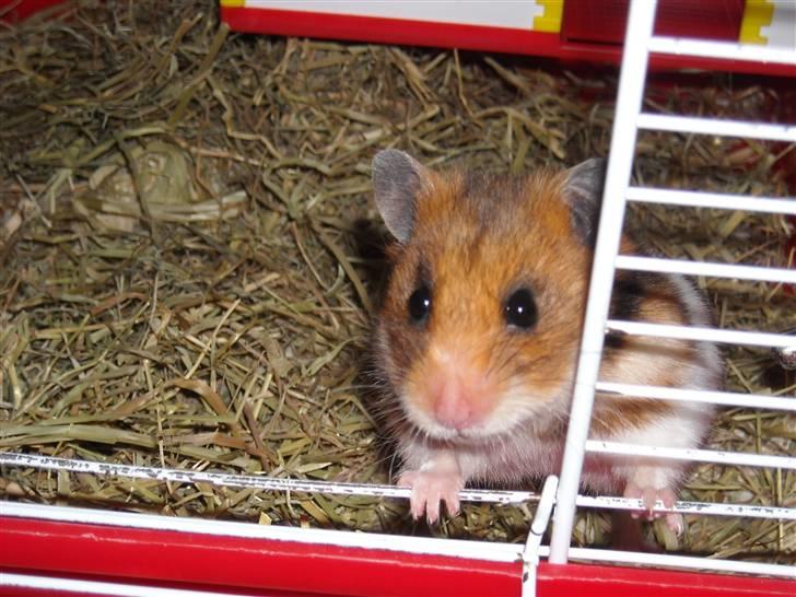 Hamster Berta billede 10