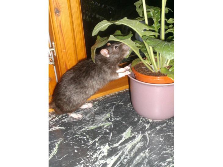 {{currentPhoto.altText}} billede {{currentPhoto.number}}