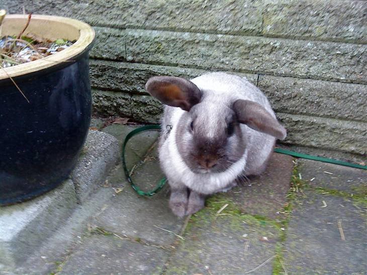 {{currentPhoto.altText}} billede {{currentPhoto.number}}