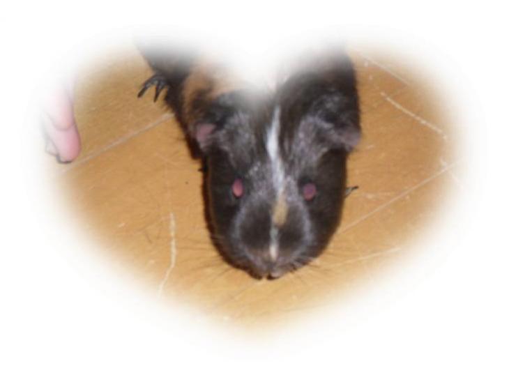 {{currentPhoto.altText}} billede {{currentPhoto.number}}