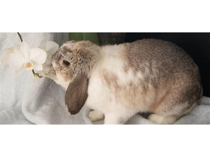 Kanin Ronja Elsket og savnet - Dejlige Ronja leget model billede 1
