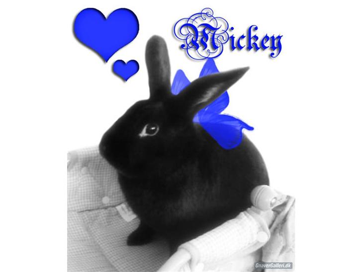 Kanin Mickey<3 - MiiiiiiiiiiiiiCKEY :D billede 1