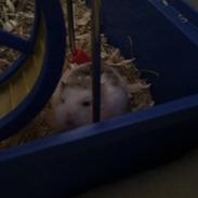 Hamster Speddy - R.I.P