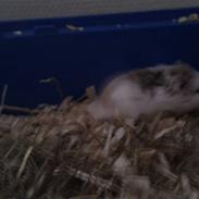 Hamster Speddy - R.I.P