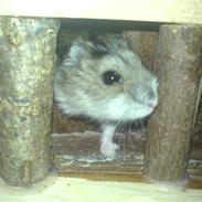 Dværghamster Fanny