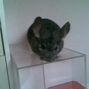 Chinchilla Hugo