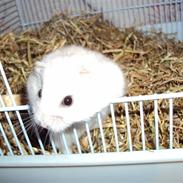 Dværghamster Fnuggi (himmel hamster) 