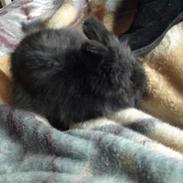 Kanin Nusenia ¤Bedsteven¤ 