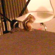 Jordegern Master splinter (muggi)