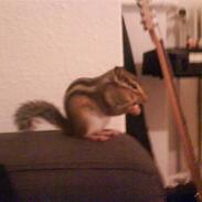 Jordegern Master splinter (muggi)