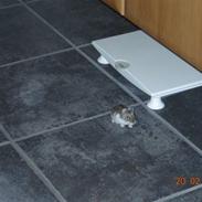 Dværghamster sille<333;)