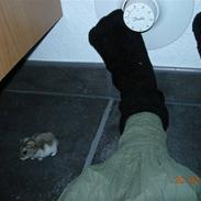 Dværghamster sille<333;)