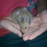 Hamster Werner