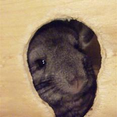 Chinchilla Wonda