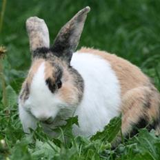 Kanin Flora Gyldenris