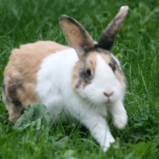 Kanin Flora Gyldenris