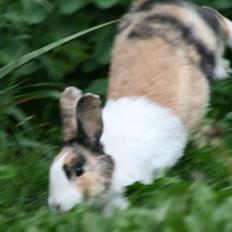 Kanin Flora Gyldenris