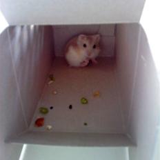 Dværghamster Junior