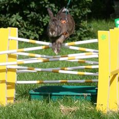 Kanin SCh. Neottia Nidus-avis