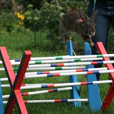 Kanin SCh. Neottia Nidus-avis